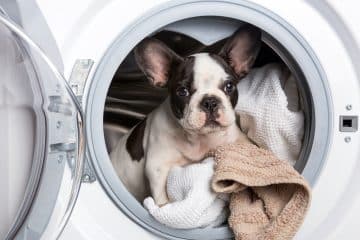 Saint Bernard Breed and Pet Insurance: Ensuring Health for a Gentle and Protective Dog