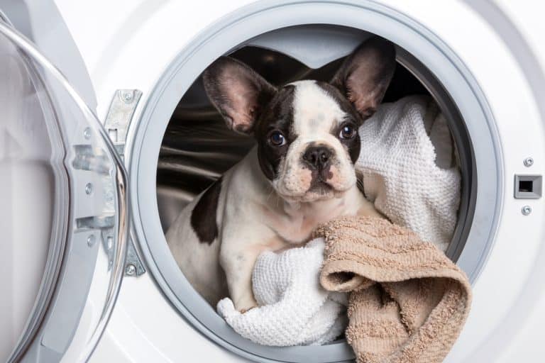 Saint Bernard Breed and Pet Insurance: Ensuring Health for a Gentle and Protective Dog