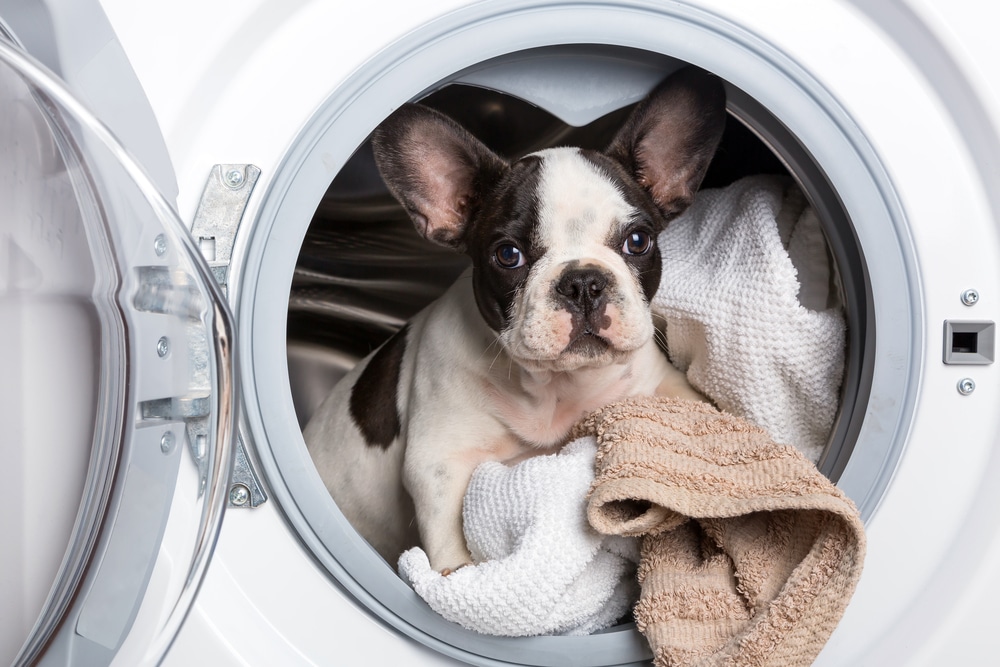 Co-Sleeping with Your Dog: 15 Rules to Bed Sharing