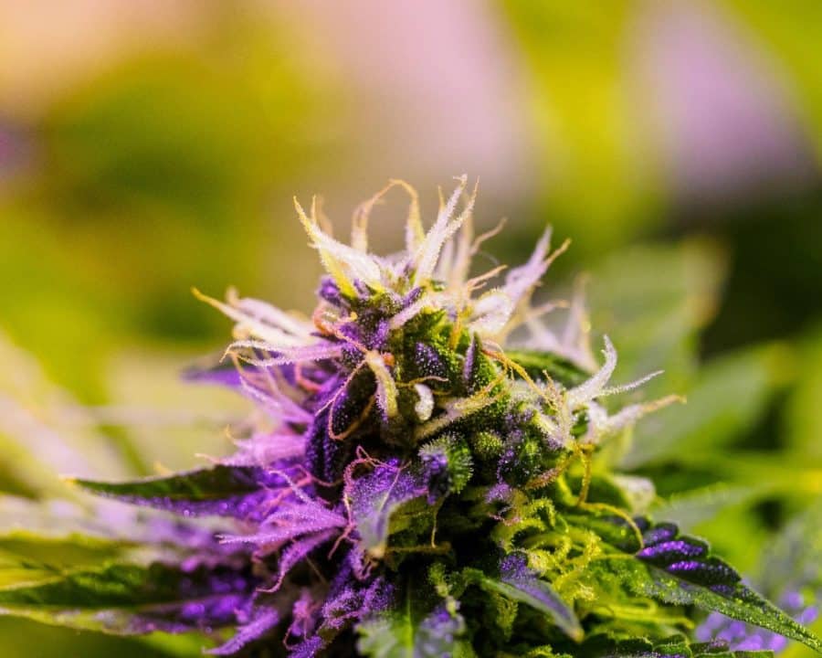 Lava Cake Seeds’ Genetic Profile