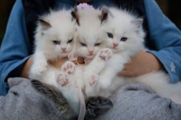 Pet Health: Is Your Pet at Risk of Unnecessary Vaccines?