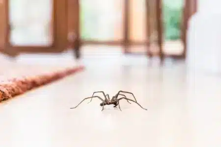 How to Keep Spiders Out of Your Home in Utah