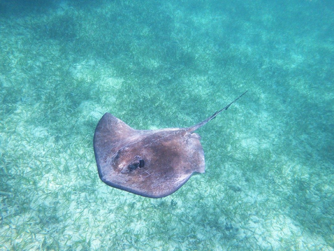 Can You Eat Stingray