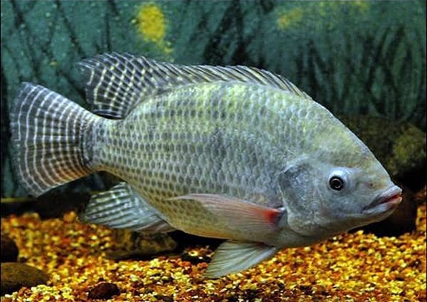 does tilapia have scales and fins