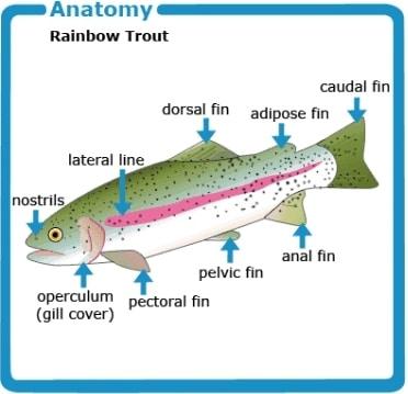 Does Rainbow Trout Have Scales And Fins
