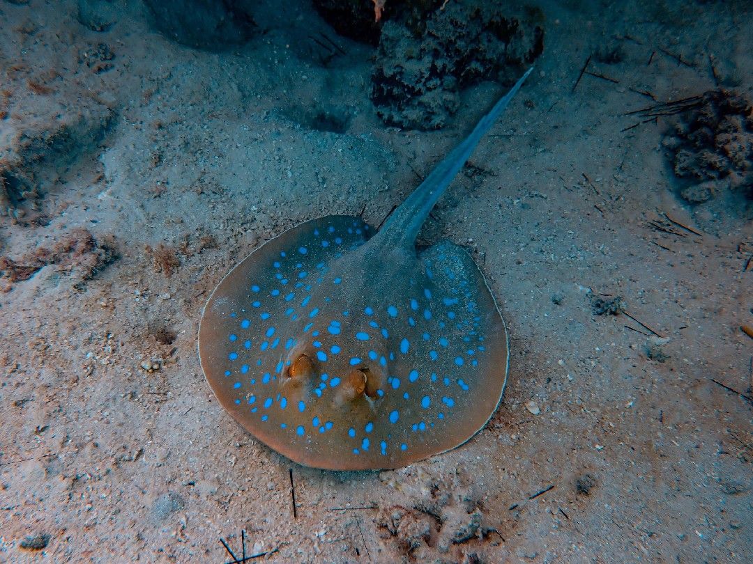 Can You Eat Stingray