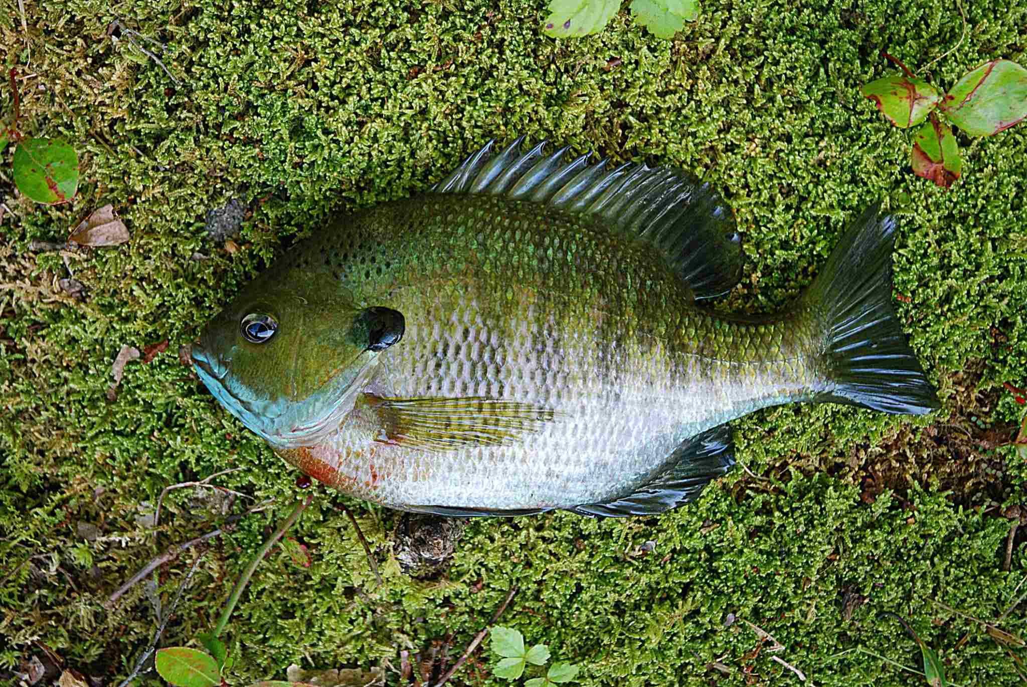Are Bluegills Good To Eat