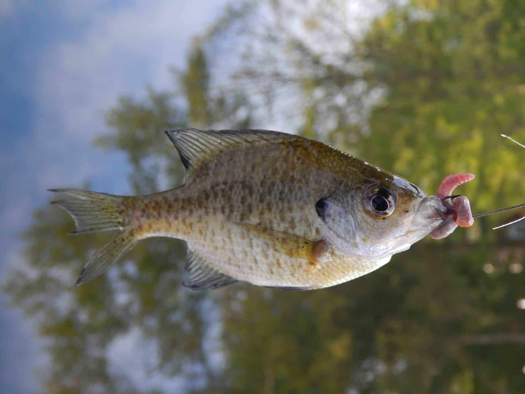 Are Bluegills Good To Eat