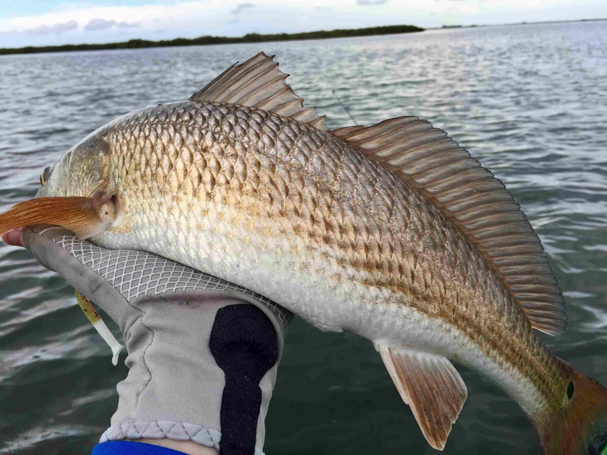 are redfish good to eat 