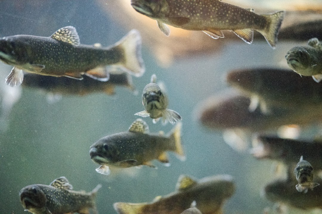 Does Rainbow Trout Have Scales And Fins