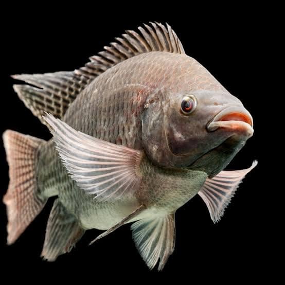 does tilapia have scales and fins