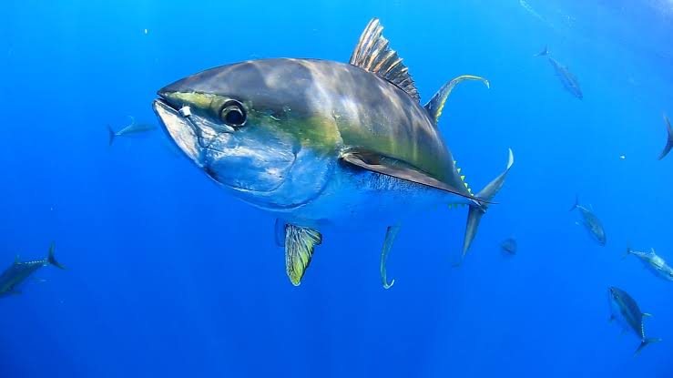 Does Tuna Have Scales And Fins