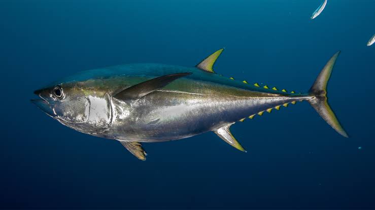 Does Tuna Have Scales And Fins