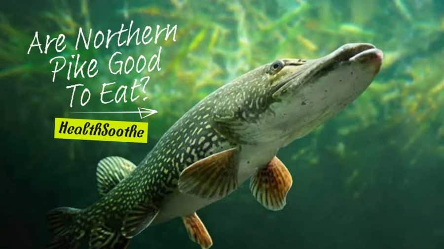 Are Northern Pike Good To Eat