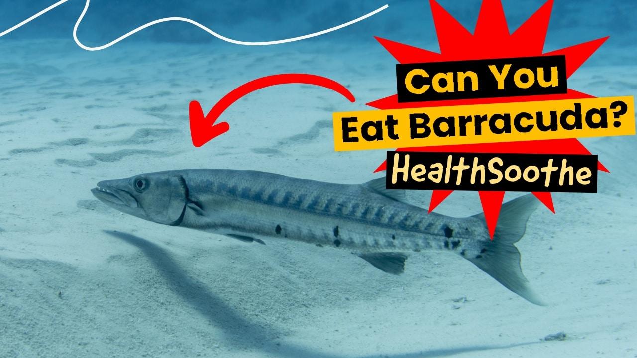 Can you eat barracuda
