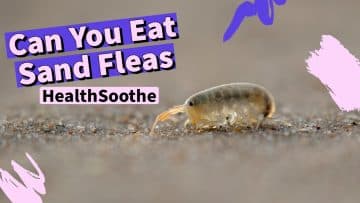 Can You Eat Sand Fleas