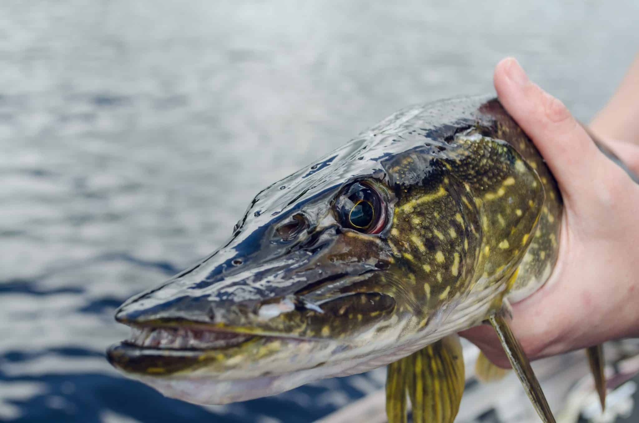 Are Northern Pike Good To Eat