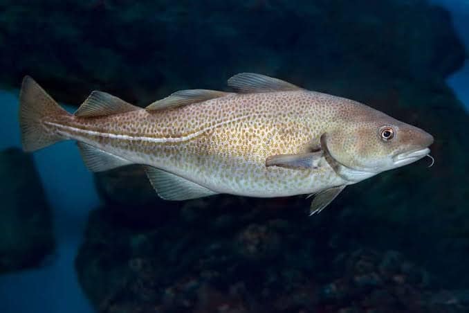 Does Cod Fish Have Scales And Fins