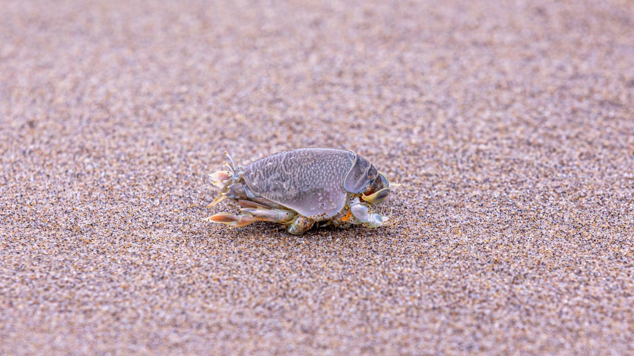 Can You Eat Sand Fleas