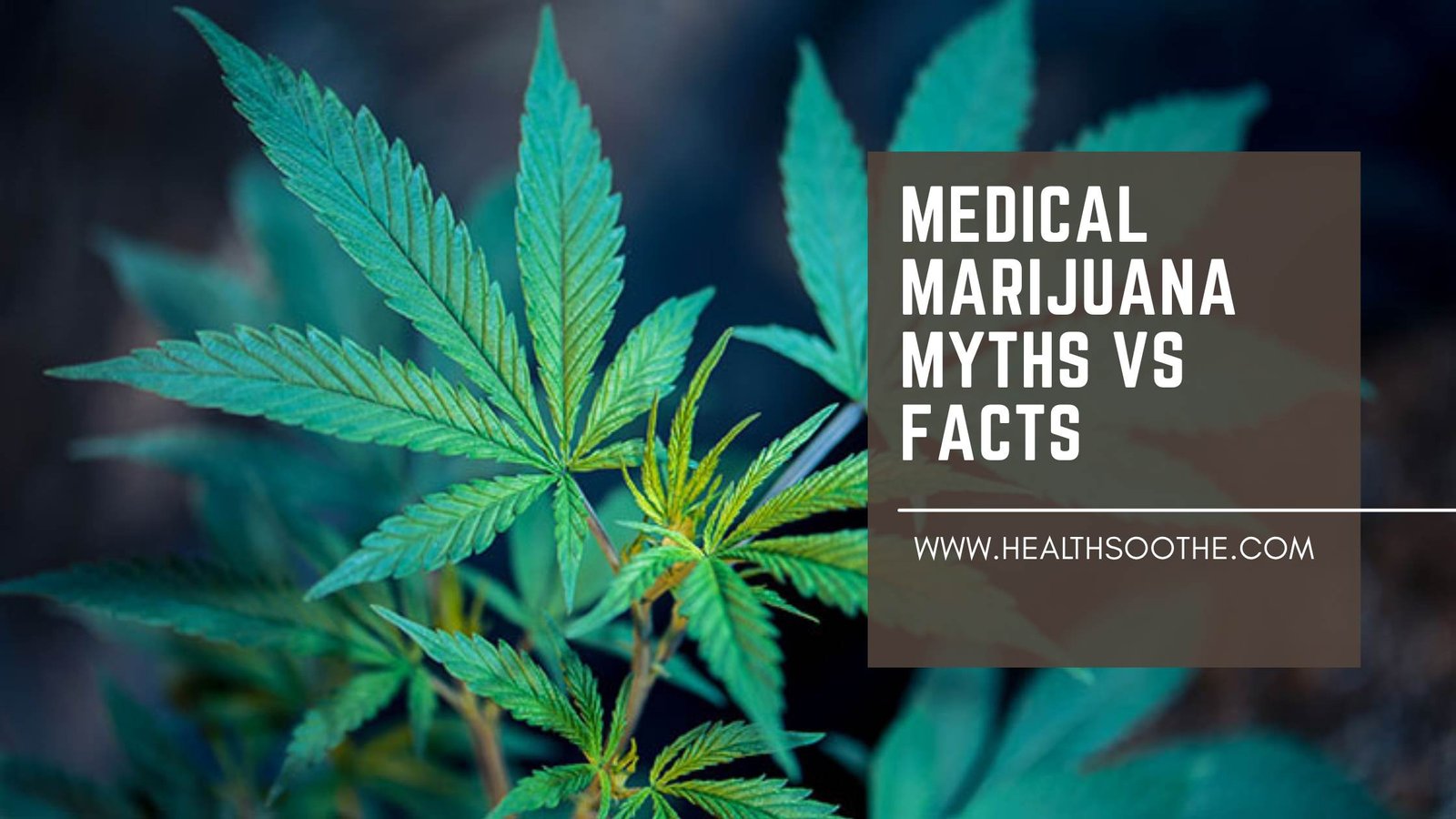 Medical Marijuana Myths Vs Facts: What You Really Need To Know
