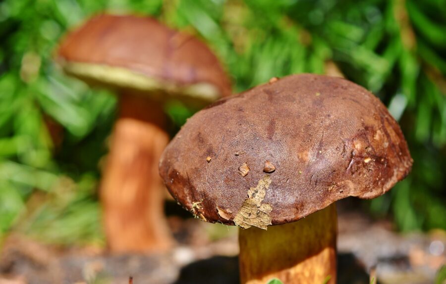 7 Reasons People Buy Psychedelics Online From Canadian Health Stores
