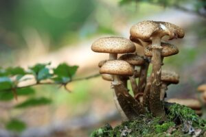 mushrooms 548360 1280