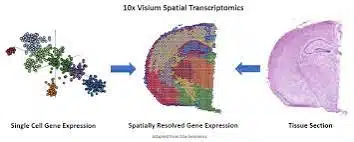 Novel Spatial Transcriptomics Solutions That Will Change The Way We Look At Genes