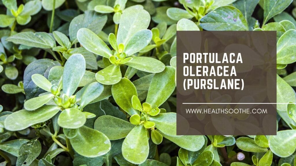 Portulaca Oleracea (Purslane): Health Benefits, Nutrition, and Side Effects portulaca oleracea