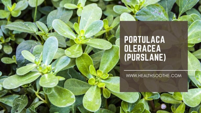 portulaca oleracea