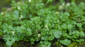 annual weeds