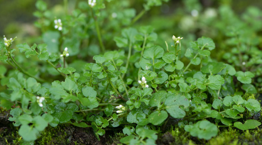 The Hidden Seed Bank Beneath Your Lawn: Why Weeds Keep Coming Back